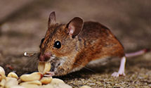 integrated-pest-management-ipm Experts in Carroll